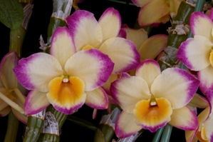 Dendrobium Oriental Smile Dzoan Nguyen HCC/AOS 78 pts.